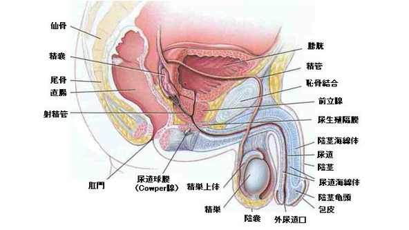 男性生殖器解剖図