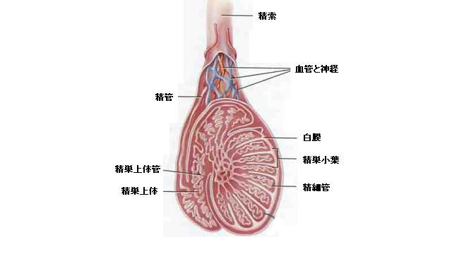 睾丸解剖図