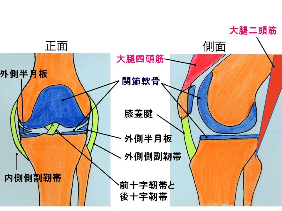 （膝）関節の構造